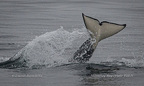 Killer Whale tail slapping photo by daniel bianchetta