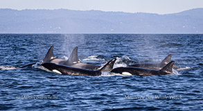 Killer Whales  photo by Daniel Bianchetta