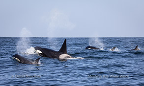 Killer Whales Photo by Daniel Bianchetta