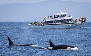 Killer Whales by Sea Wolf II photo by daniel bianchetta