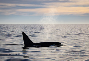Killer Whale CA171B Fatfin photo by Daniel Bianchetta