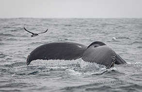 Large adult Humpback Whale diving photo by daniel bianchetta