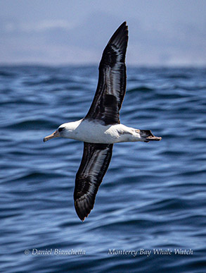 Laysan Albatross photo by Daniel Bianchetta
