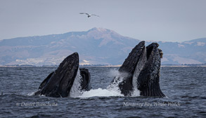 Lunge-feeding Humpback Whales photo by daniel bianchetta