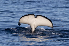 Male Killer Whale Fluke photo by daniel bianchetta