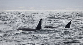 Male Killer Whales CA51B (Orion) and CA51C (Bumper) Photo by Daniel Bianchetta