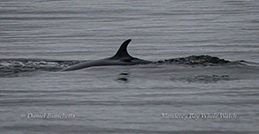 Minke Whale photo by daniel bianchetta