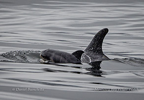  Newborn Risso's Dolphin photo by daniel bianchetta