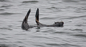 Northern Fur Seal photo by daniel bianchetta