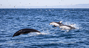 Northern Right Whale Dolphin and 
Pacific White-sided Dolphins photo by Daniel Bianchetta