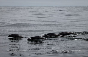 Northern RIght Whale Dolphins porpoising photo by daniel bianchetta