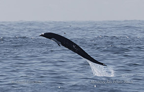 Northern RIght Whale Dolphin photo by daniel bianchetta