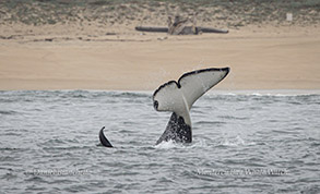 Orca CA541C (Bumper) tail slapping photo by daniel bianchetta