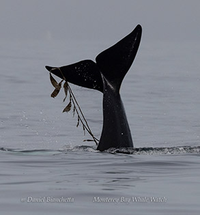 Killer Whale (Orca) fluke with kelp photo by daniel bianchetta