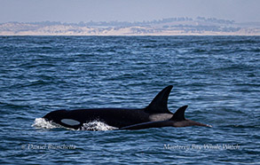 Orcas (Killer Whales) photo by daniel bianchetta