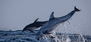 Pacific White-sided Dolphin and Risso's Dolphin photo by Daniel Bianchetta