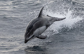 Pacific White-sided Dolphin photo by daniel bianchetta