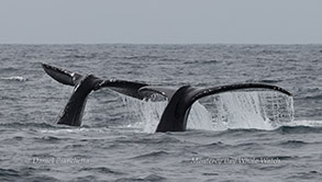 Pair of Humpback Whales tail-slapping in tandem photo by daniel bianchetta