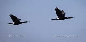 Pelagic Cormorants photo by Daniel Bianchetta