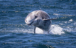 Risso's Dolphin breaching photo by daniel bianchetta
