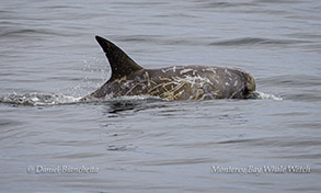 Risso's Dolphin photo by daniel bianchetta