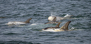 Risso's Dolphins Nursery Pod photo by daniel bianchetta