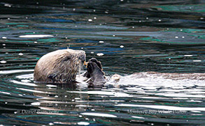 Sea Otter eating breakfast photo by daniel bianchetta
