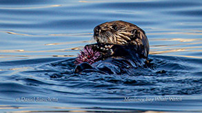 Sea Otter eating a Sea Urchin photo by Daniel Bianchetta