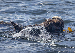 Sea Otter mom and pup photo by daniel bianchetta