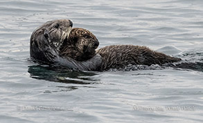 Southern Sea Otter Mother and Pup photo by daniel bianchetta