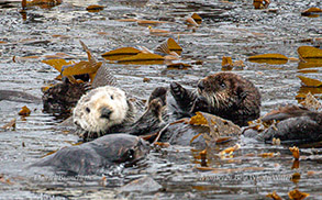 Sea Otters in kelp photo by daniel bianchetta