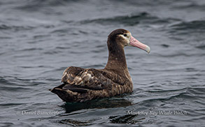 Short-tailed Albatross photo by daniel bianchetta