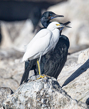 Snowy Egret and Brandt's Cormorant photo by Daniel Bianchetta