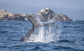 Tail-slapping Humpback Whale photo by daniel bianchetta