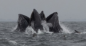 Two Humpback Whales lunge-feeding photo by daniel bianchetta