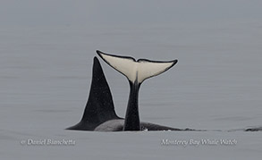 Two Killer Whales (Orcas) photo by daniel bianchetta