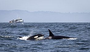 Two Killer Whales near Pt Sur Clipper photo by daniel bianchetta