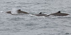 Baird's Beaked Whales photo by daniel bianchetta