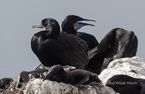 Brandt's cormorants resting on their nests watching over their growing chicks photo by daniel bianchetta