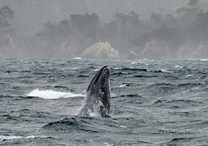Breaching Gray Whale photo by daniel bianchetta