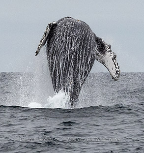 Breaching Humpback Whale photo by daniel bianchetta
