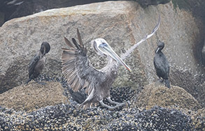 Brown Pelican and Brandt's Cormorants photo by daniel bianchetta