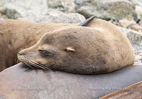 California Sea Lion close-up photo by daniel bianchetta