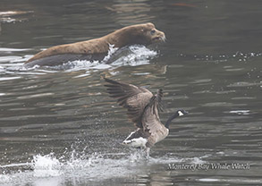 Canada Goose and California Sea Lion photo by daniel bianchetta