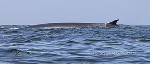 Fin Whale photo by daniel bianchetta