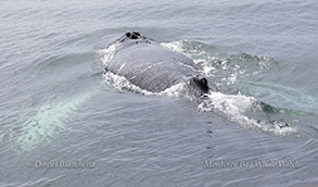 Friendly Humpback whale surfacing by the boat,
with white pec fins glowing green under the water photo by daniel bianchetta