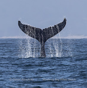 Humpback Whale fluke-slapping photo by daniel bianchetta