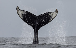 Humpback Whale flukes (tail) photo by daniel bianchetta