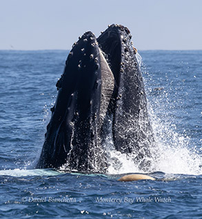 Humpback Whale lunge-feeding (Note baleen) photo by daniel bianchetta