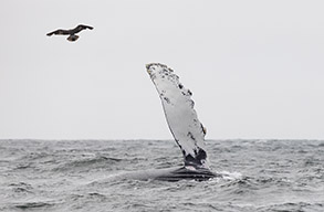 Humpback Whale pectoral fin photo by daniel bianchetta